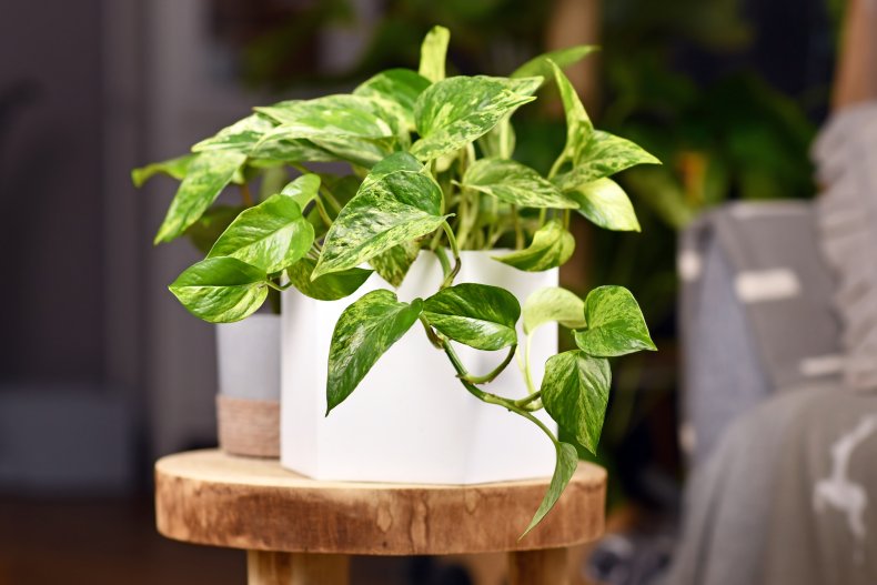 When to Plant a Pothos Plant 