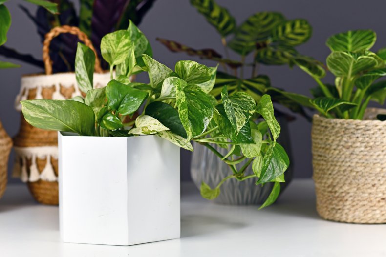 When to Plant a Pothos Plant
