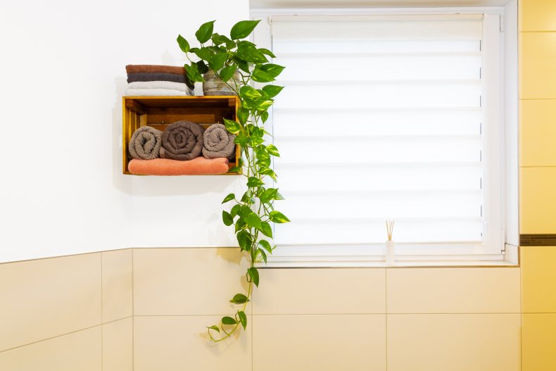 When to Plant a Pothos Plant