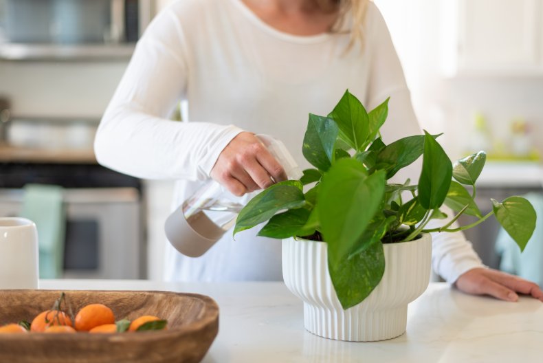 pothos