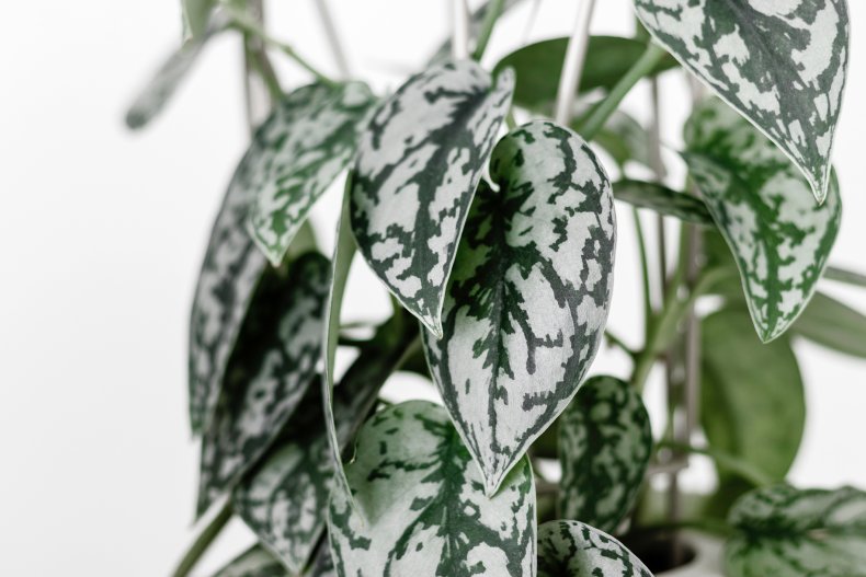Tropical 'Epipremnum Aureum N'Joy' pothos houseplant