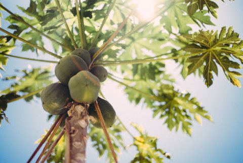 CUL Map Immune Boosting Foods 04