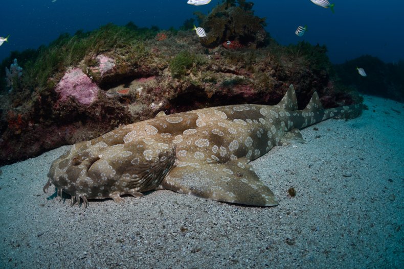 Stock image of spotted wobbegong shark