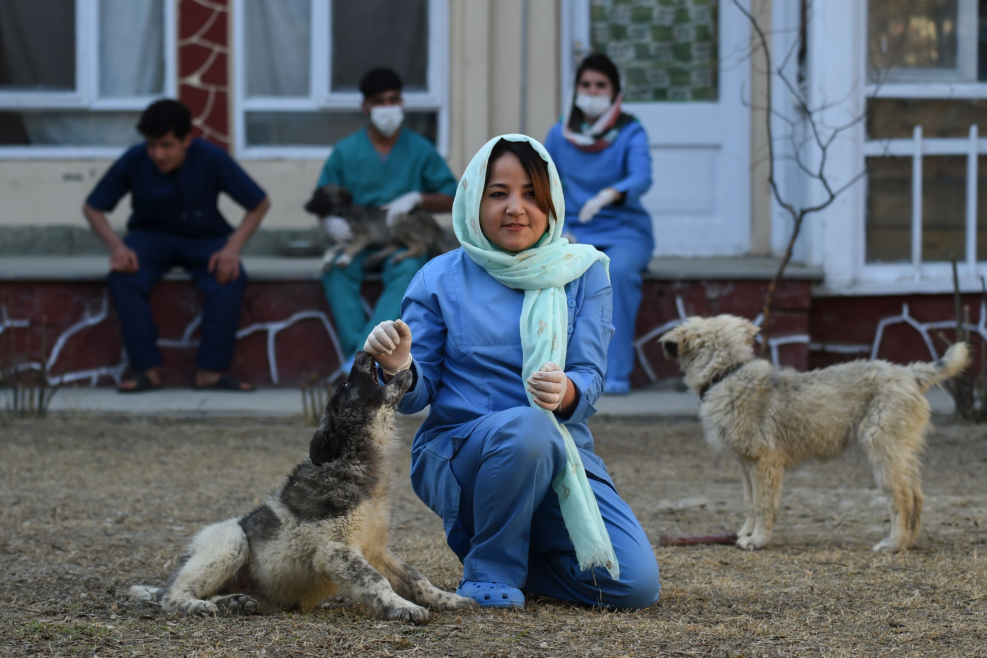 Hundreds of Cats and Dogs Abandoned in Afghanistan After . Withdrawal  Rescued