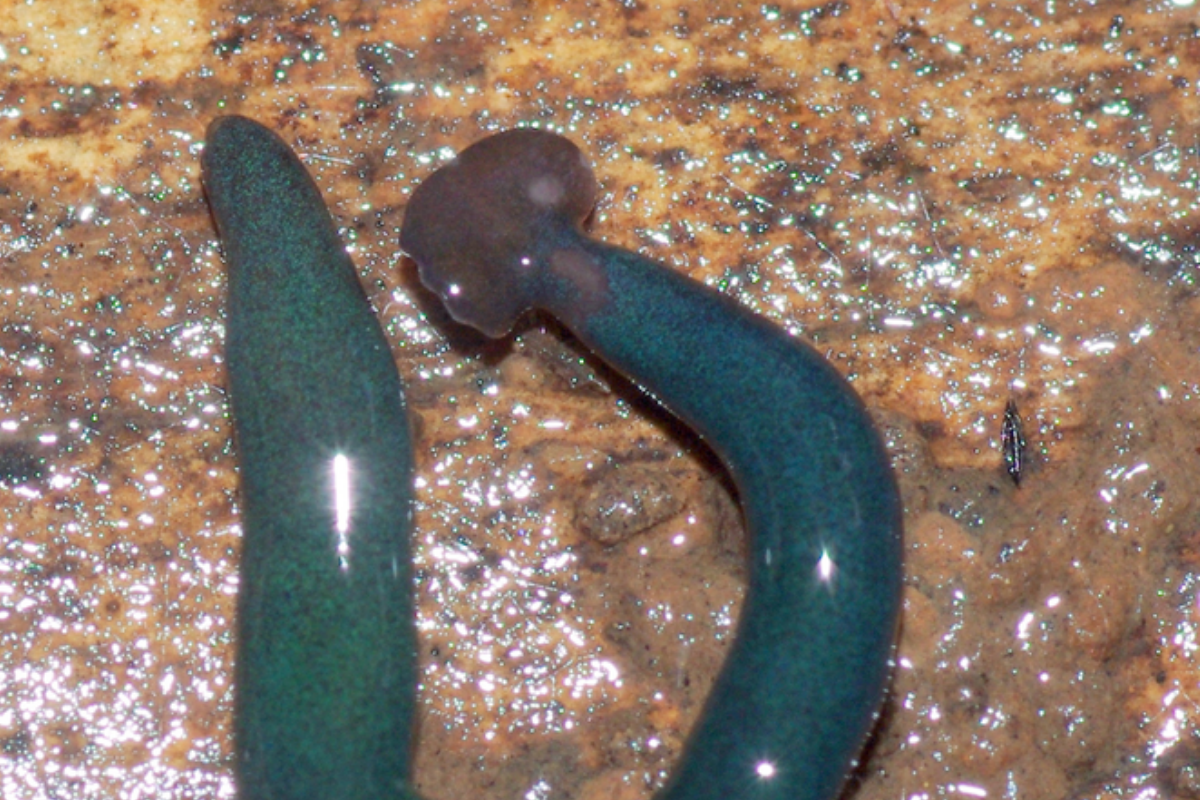 Two new species of Neotropical land flatworms (Platyhelminthes