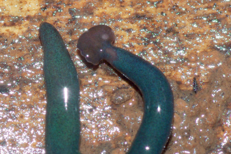 Diversibipalium mayottensis, a new hammerhead worm species