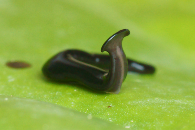 Humbertium covidum, a new hammerhead worm species