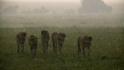 Cheetah Cheetah