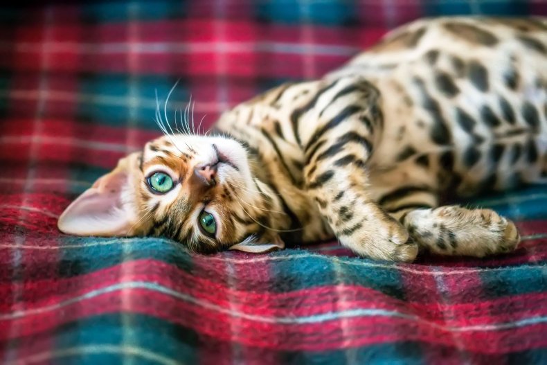 bengal cat on blanket