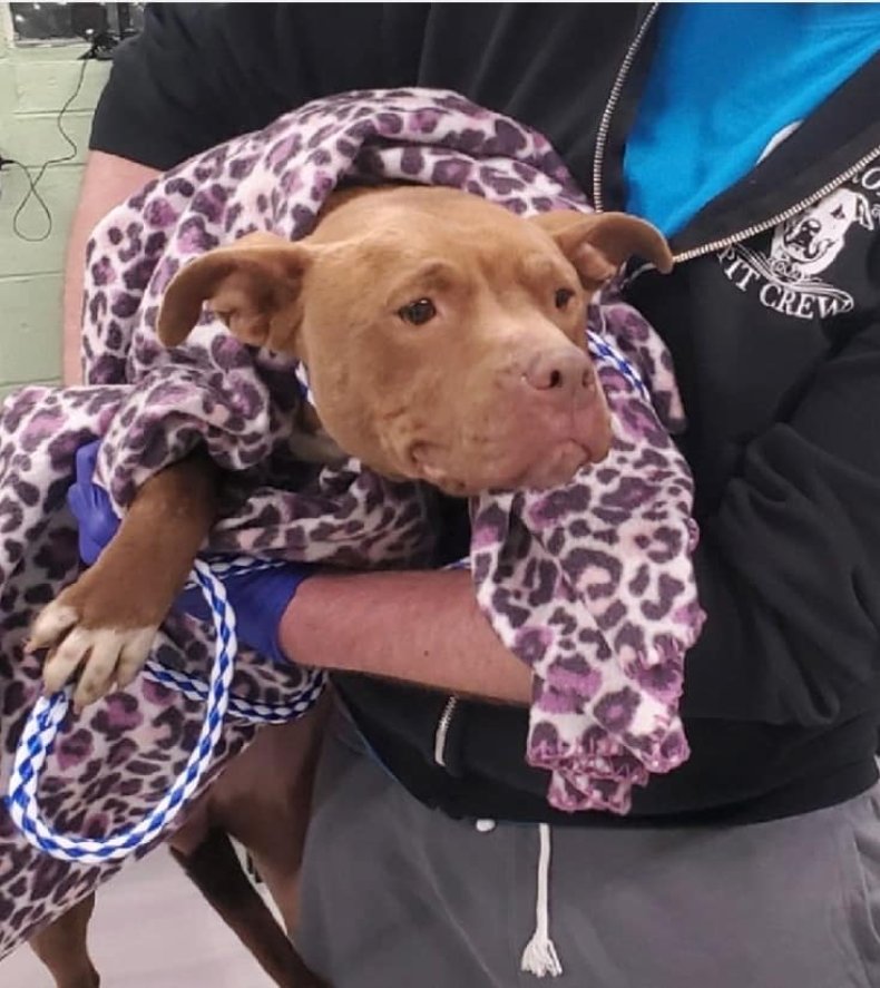 Stray dog found