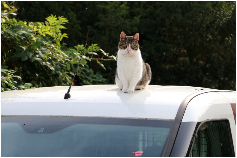 Stock photo of cat on car roof