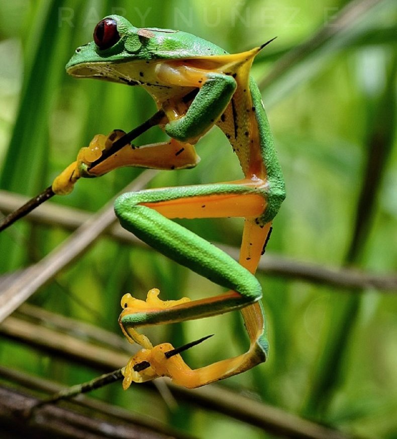 Photo of gliding leaf frog impaling itself.