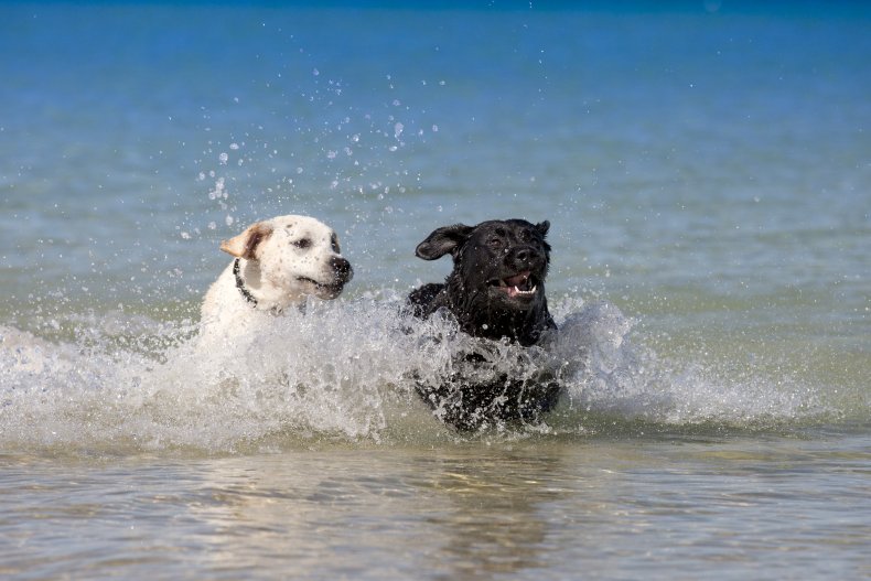 Two dogs in water 