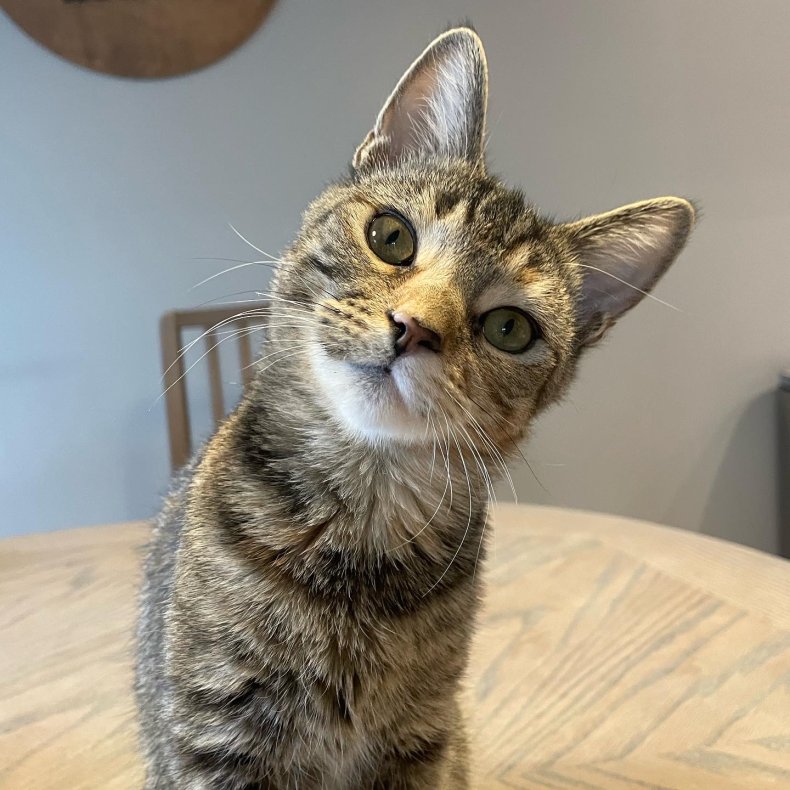 Photo of special needs cat, Nola.