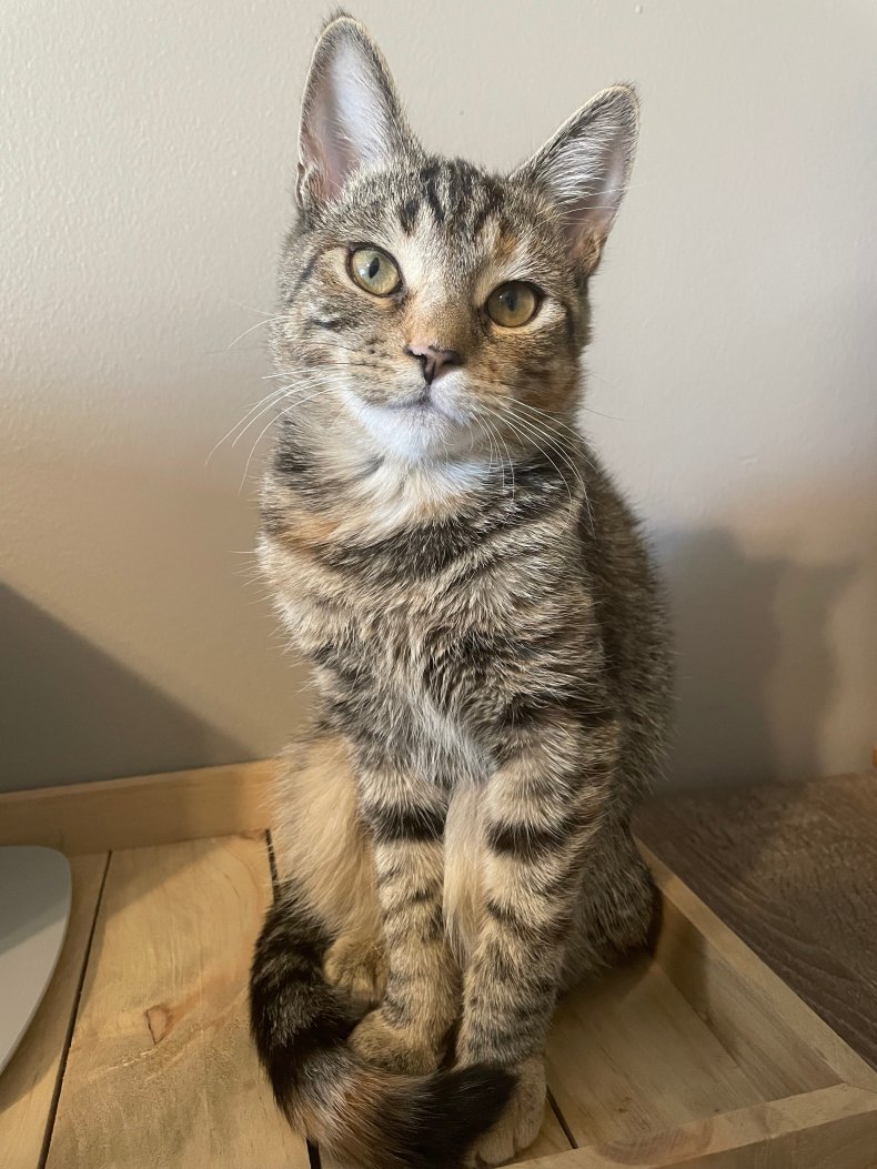 Photo of special needs cat, Nola.