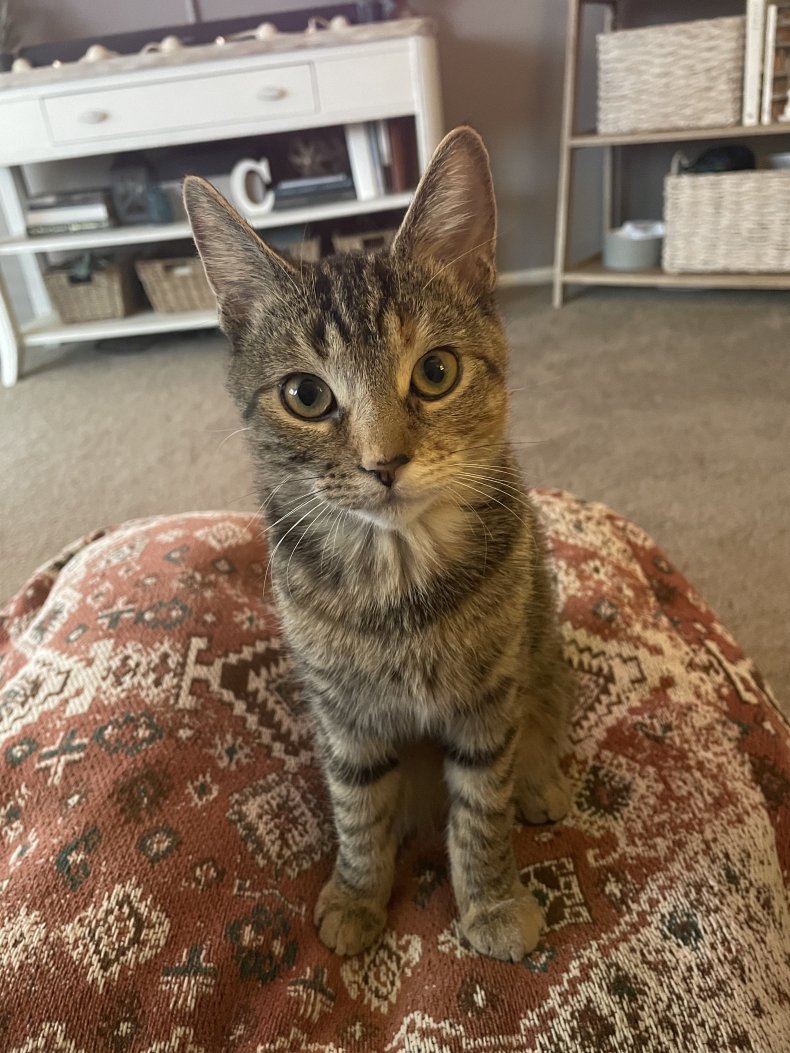 Photo of special needs cat, Nola.