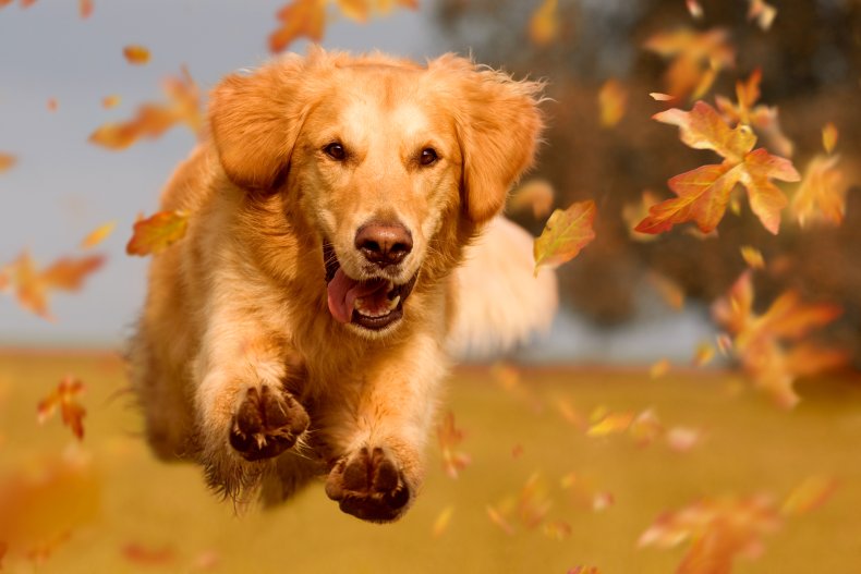 A dog running through autumn leaves.