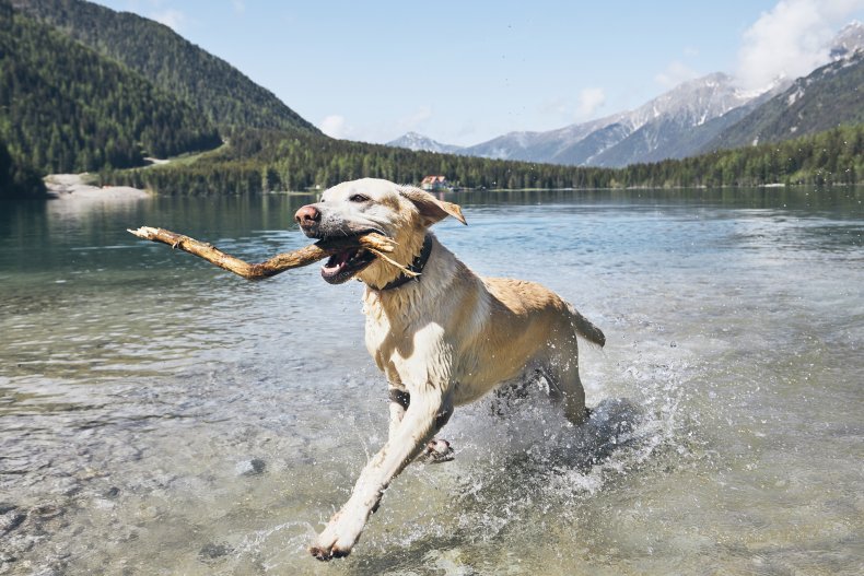 A dog running through a lake.