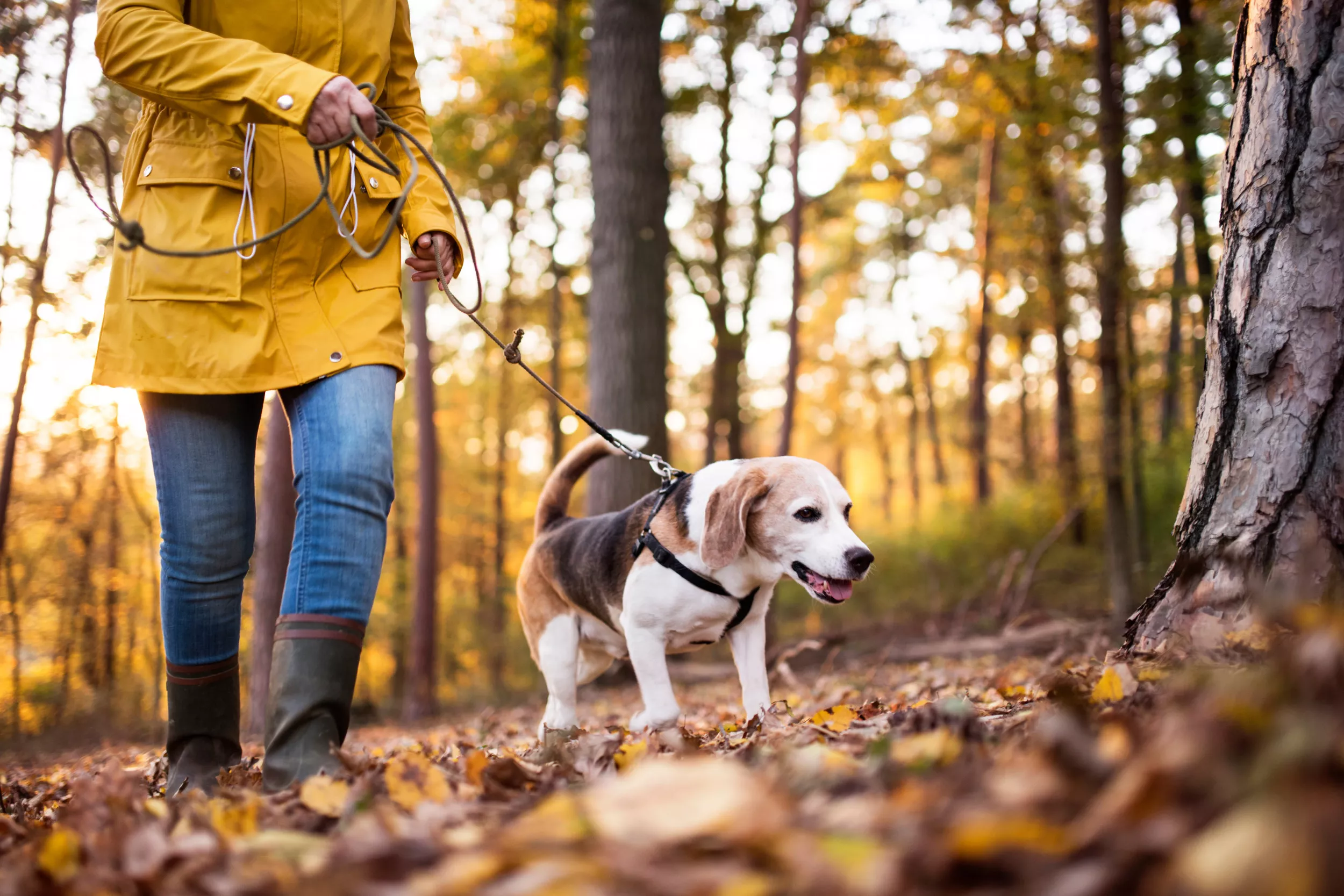 15 Dog Friendly Hikes for Your Adventurous Pup - Vimarsana News