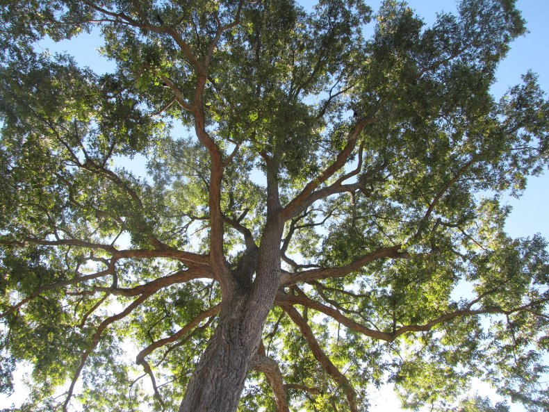 A pecan tree