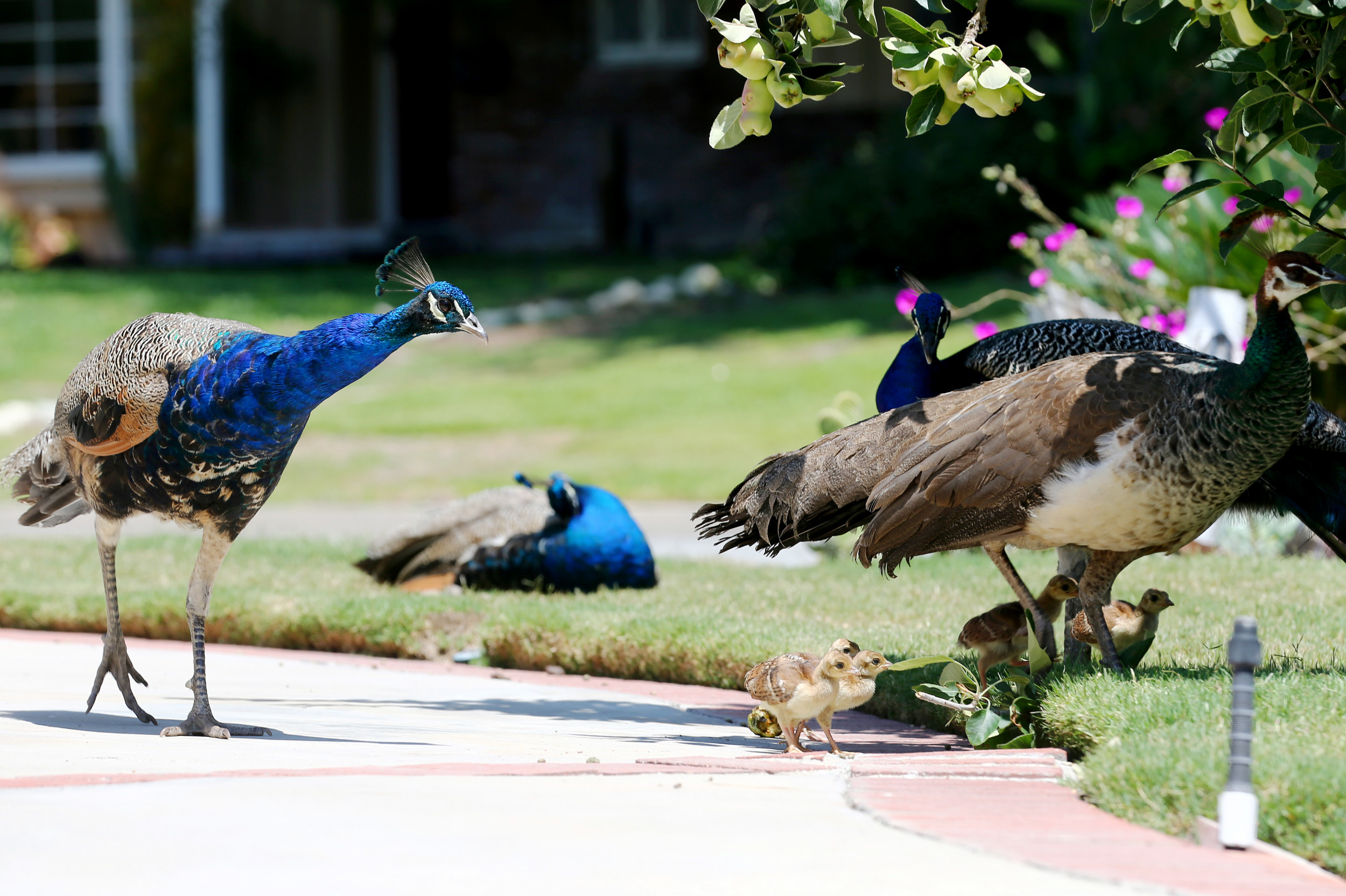 How Miami Dade residents can help birds migrate safely Miami