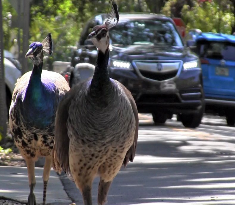 peacock miami florida