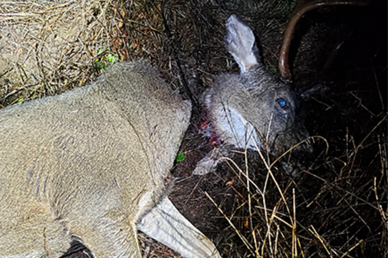 Decapitated buck found in Oregon
