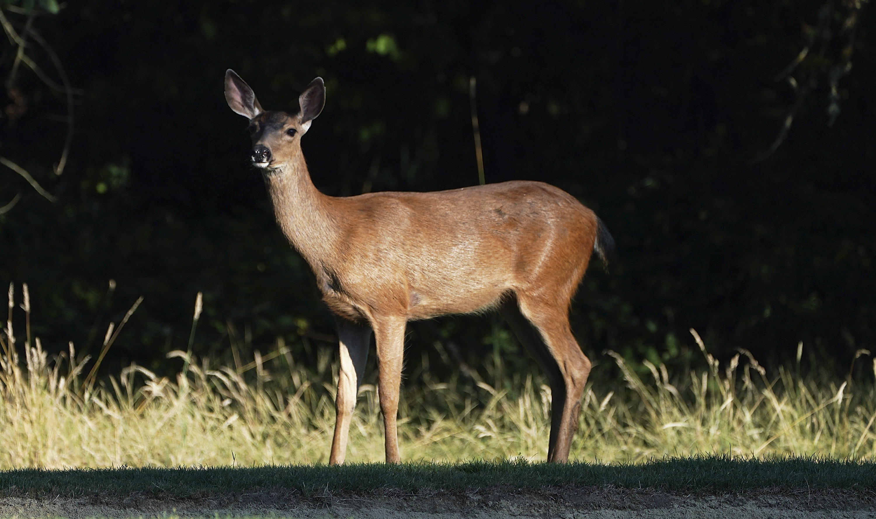 Decapitated Deer Abandoned by Poacher&nbsp;Found Near Oregon Homes