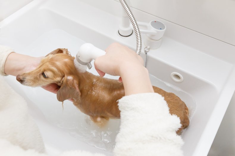 A wiener dog washing in a sink.