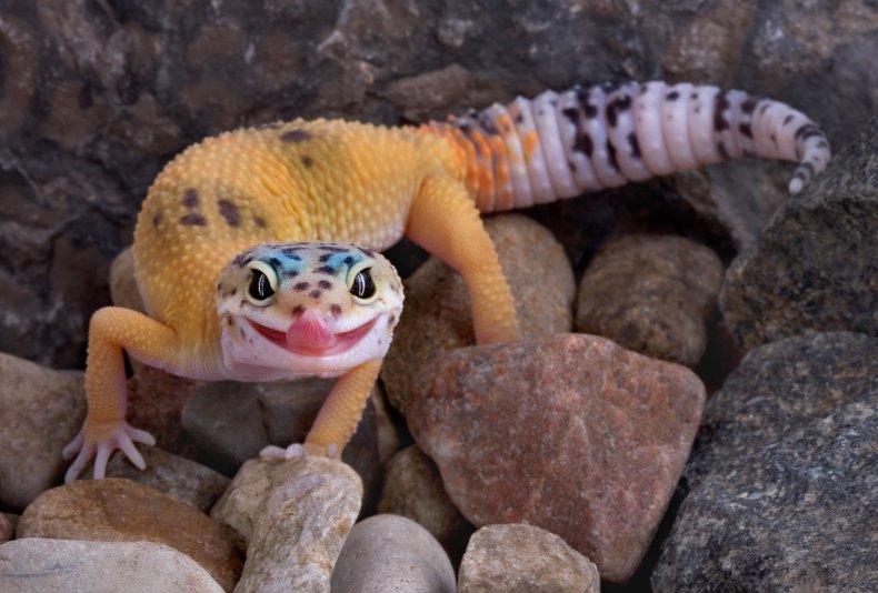 gecko smiles