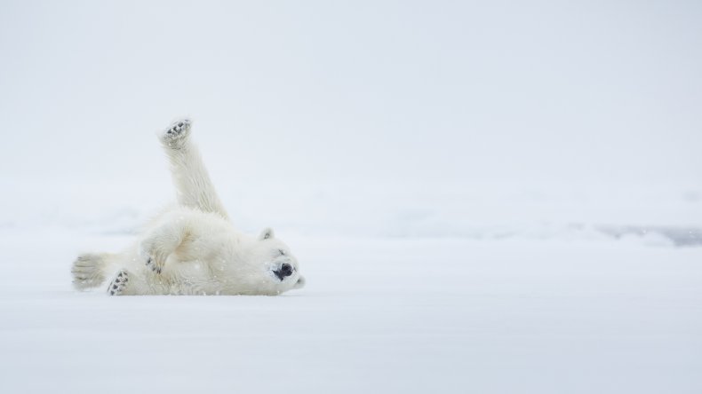 Stock image of polar bear on ice
