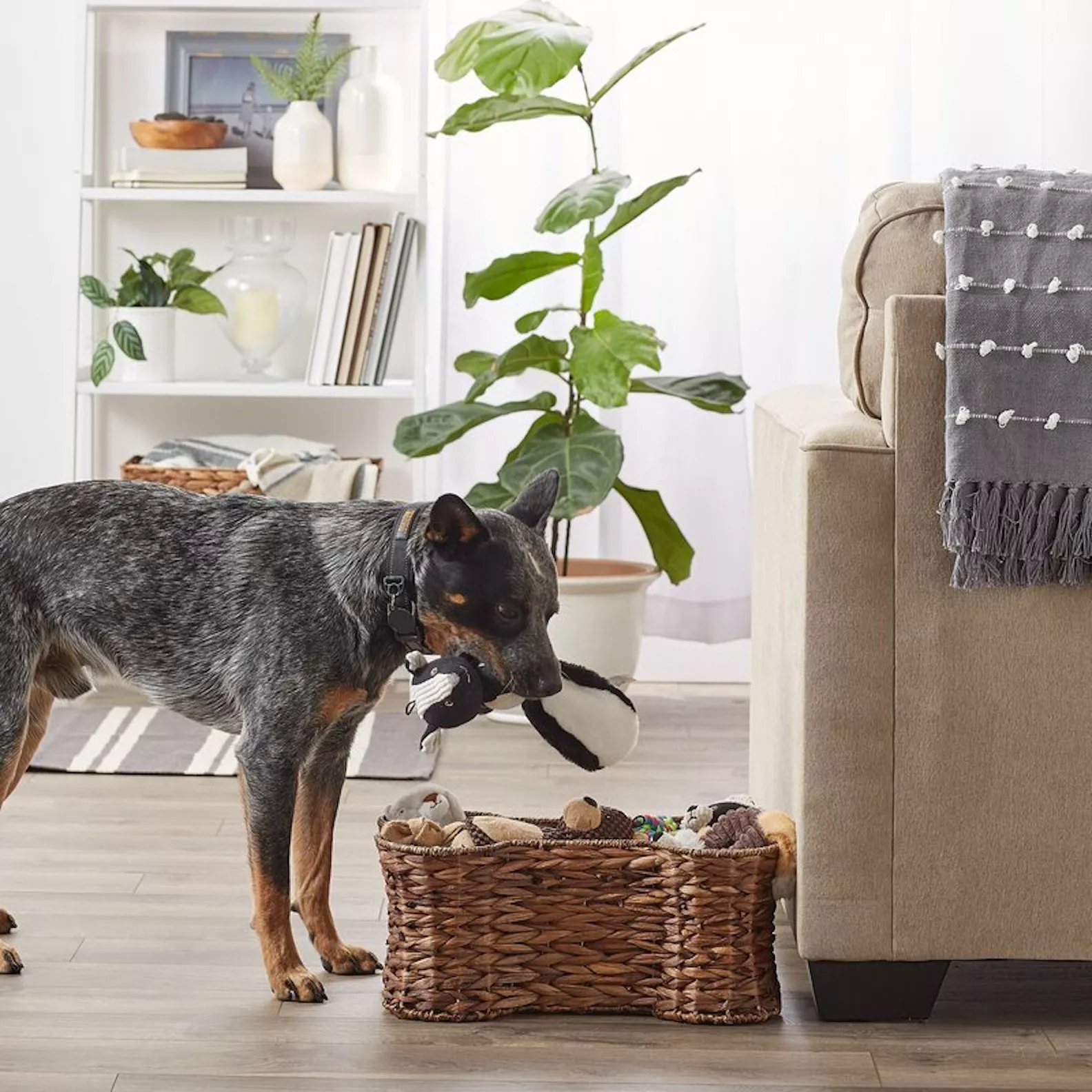 15 Organizing Solutions to Keep Your Dog Supplies Neat and Tidy