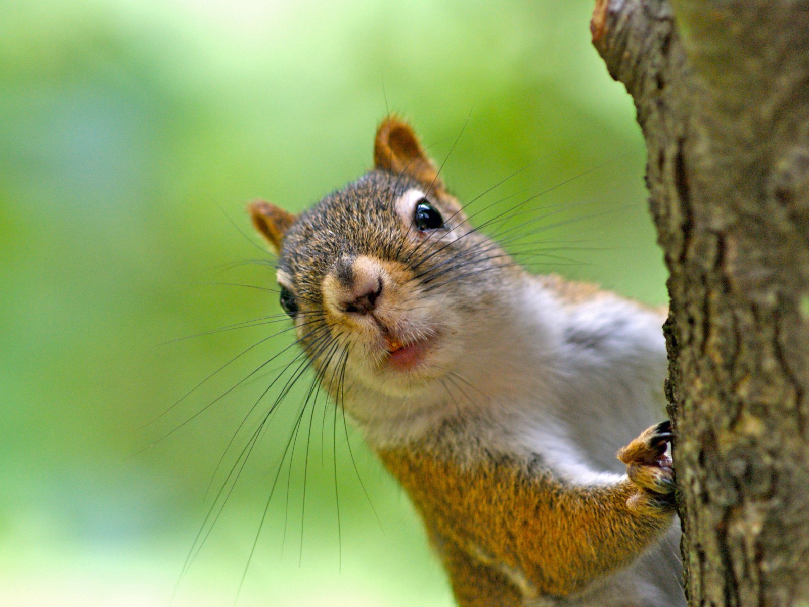 Shocking Squirrel Shocked Squirrel
