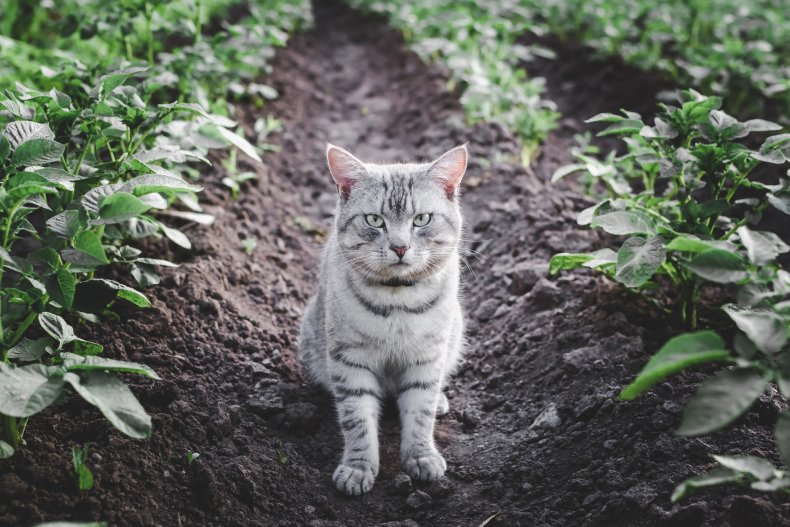Missing Cat Florida Tabby Maine 1,400 Miles