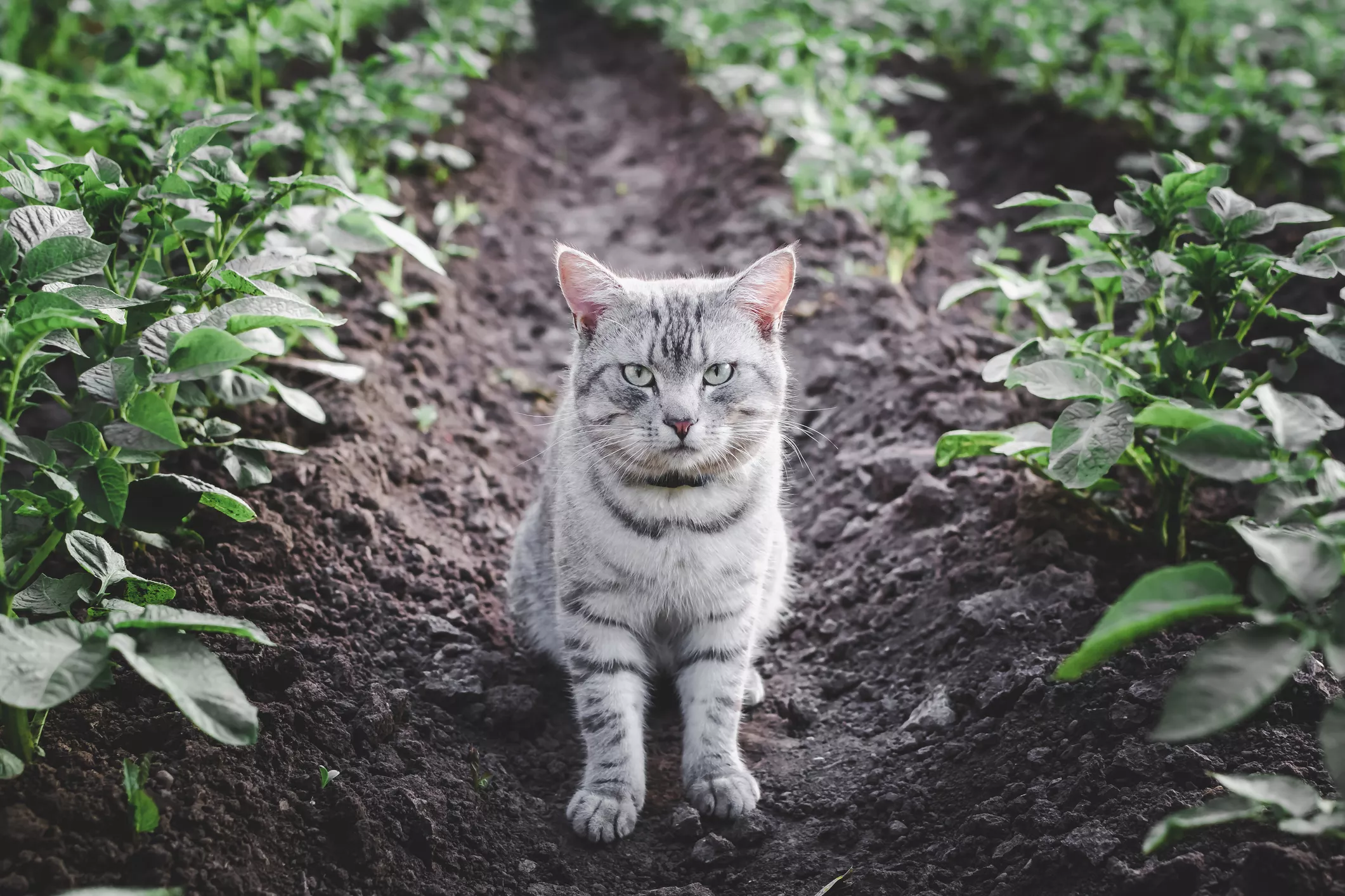 Missing Indoor-Only Cat Shows Up 7 Years Later in Florida, 1,400 Miles Away - Vimarsana News