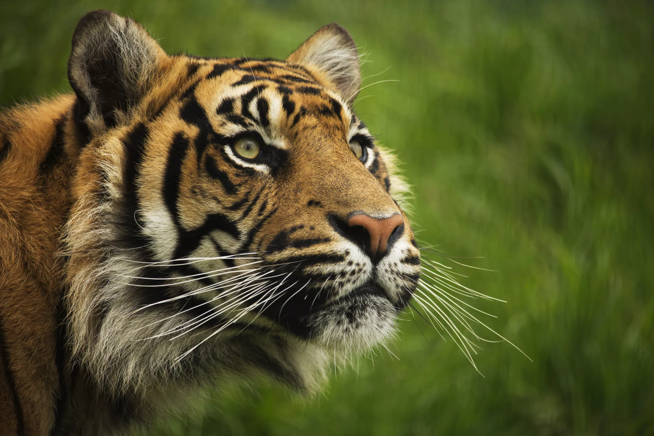 17-year-old Tiger Euthanized at Phoenix Zoo Due to Kidney Failure, 'Will Be Greatly Missed' - Vimarsana News