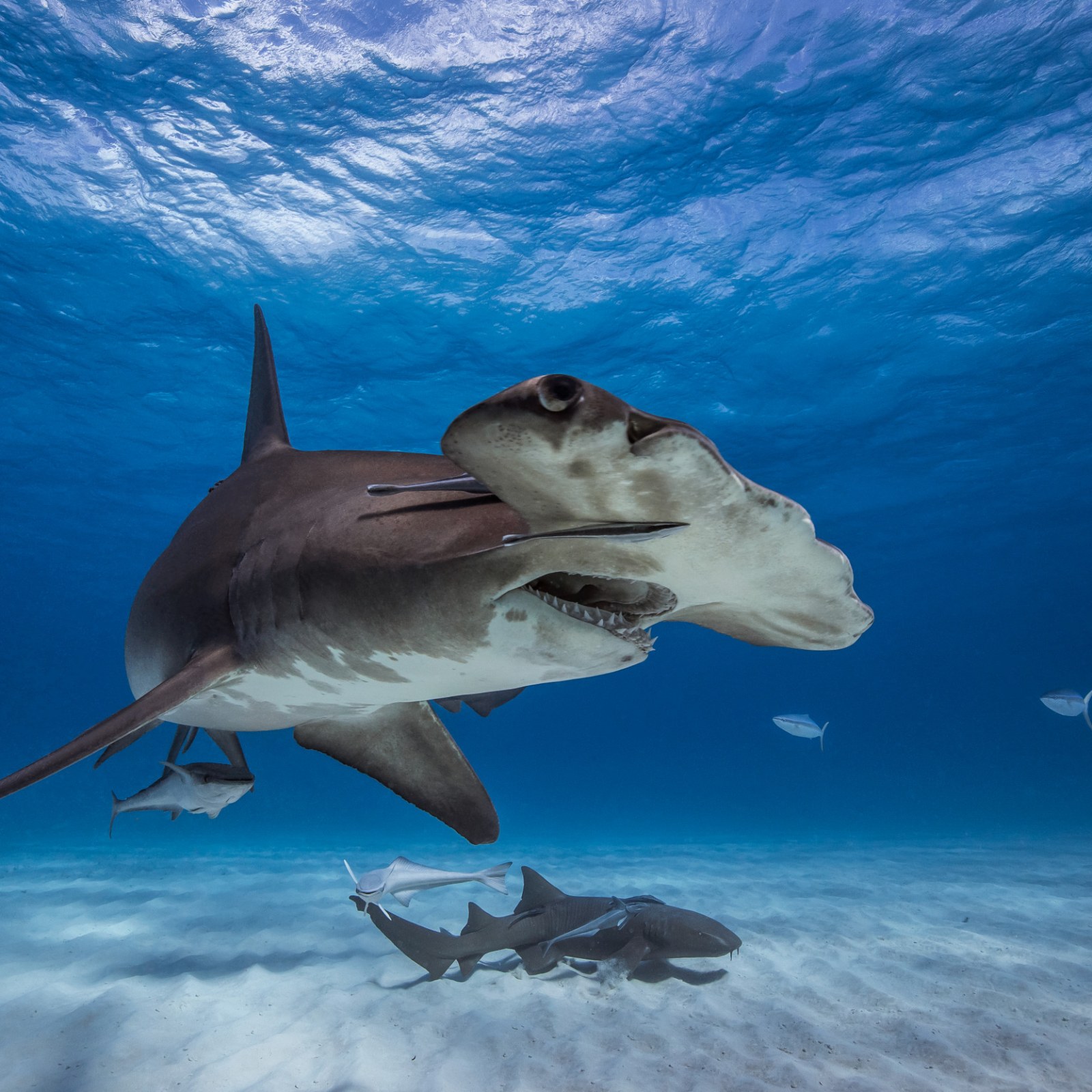 Are Hammerhead Sharks Dangerous and Do They Attack Humans?