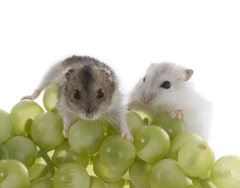 Can Hamsters Eat Grapes Like carrots, grapes 