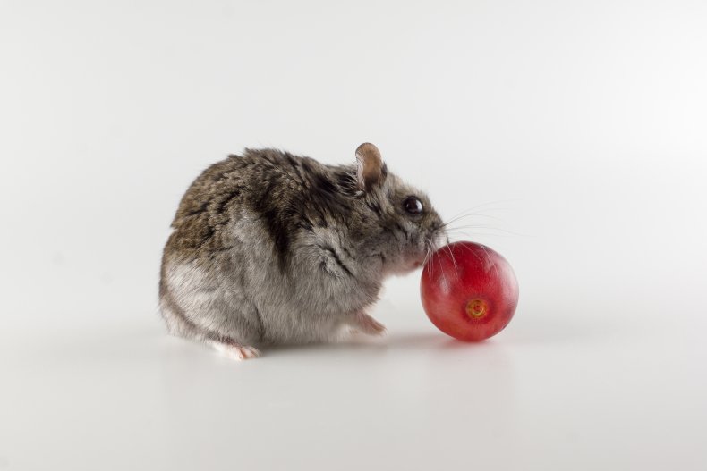 Ar žiurkėnai gali valgyti vynuoges