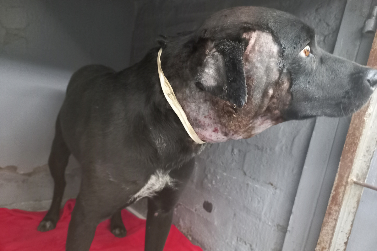 Dog With Bites Wounds Hands Itself Into Rescue Shelter Dog With Bites Wounds Hands Itself Into Rescue Shelter