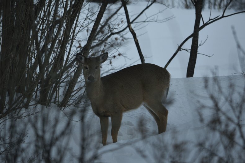 Stock image of deer in Vermont