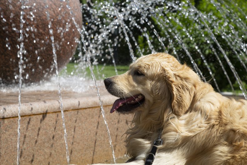 A dog relaxing in a fountain.
