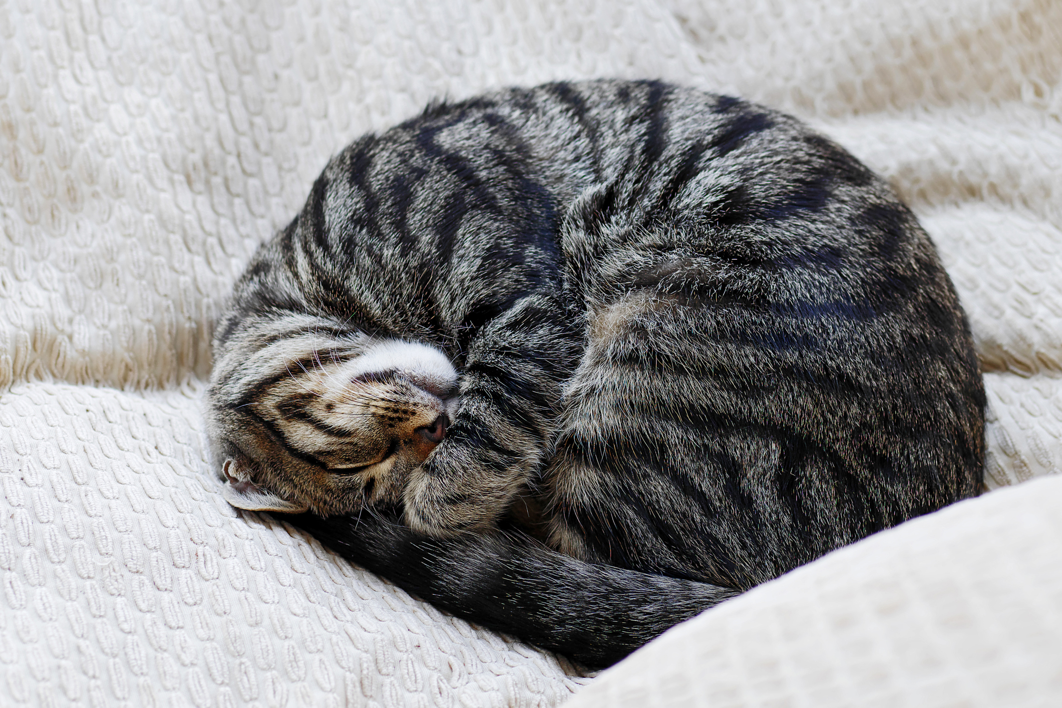[Image: curled-sleeping-cat.jpg]