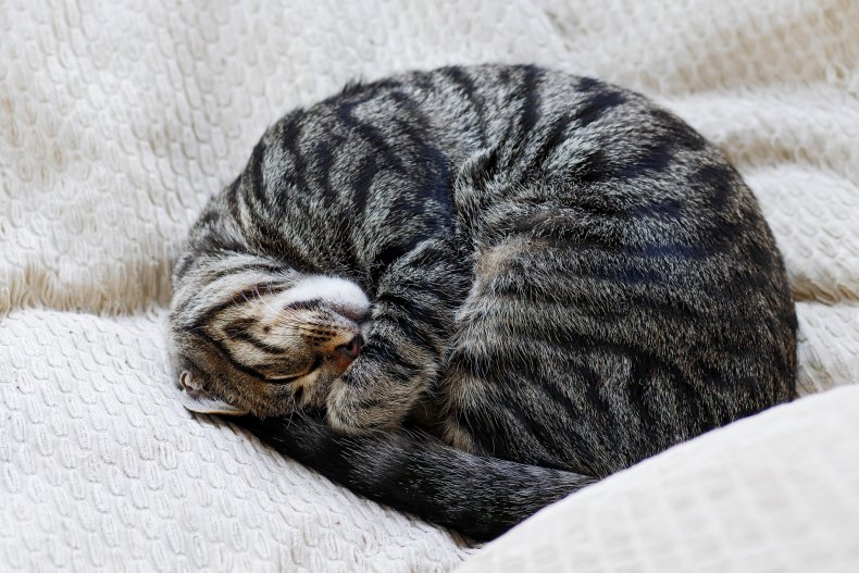 curled sleeping cat