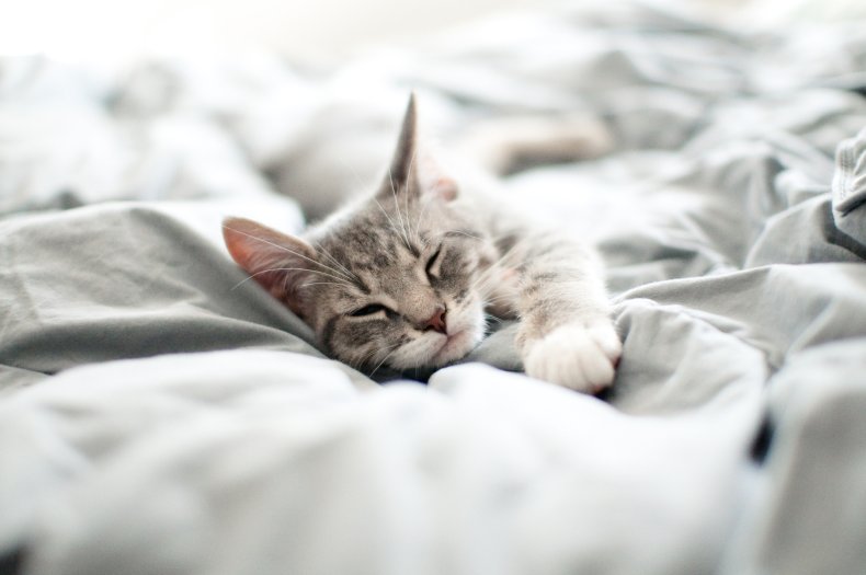 what do Cat Sleeping Positions Really Mean