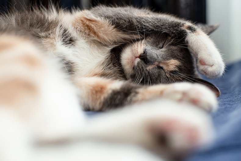 Side Sleeper