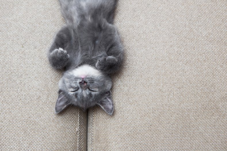 Belly