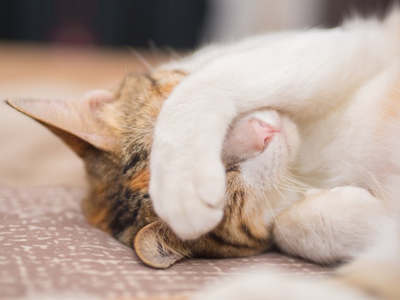 Paws Covering Face