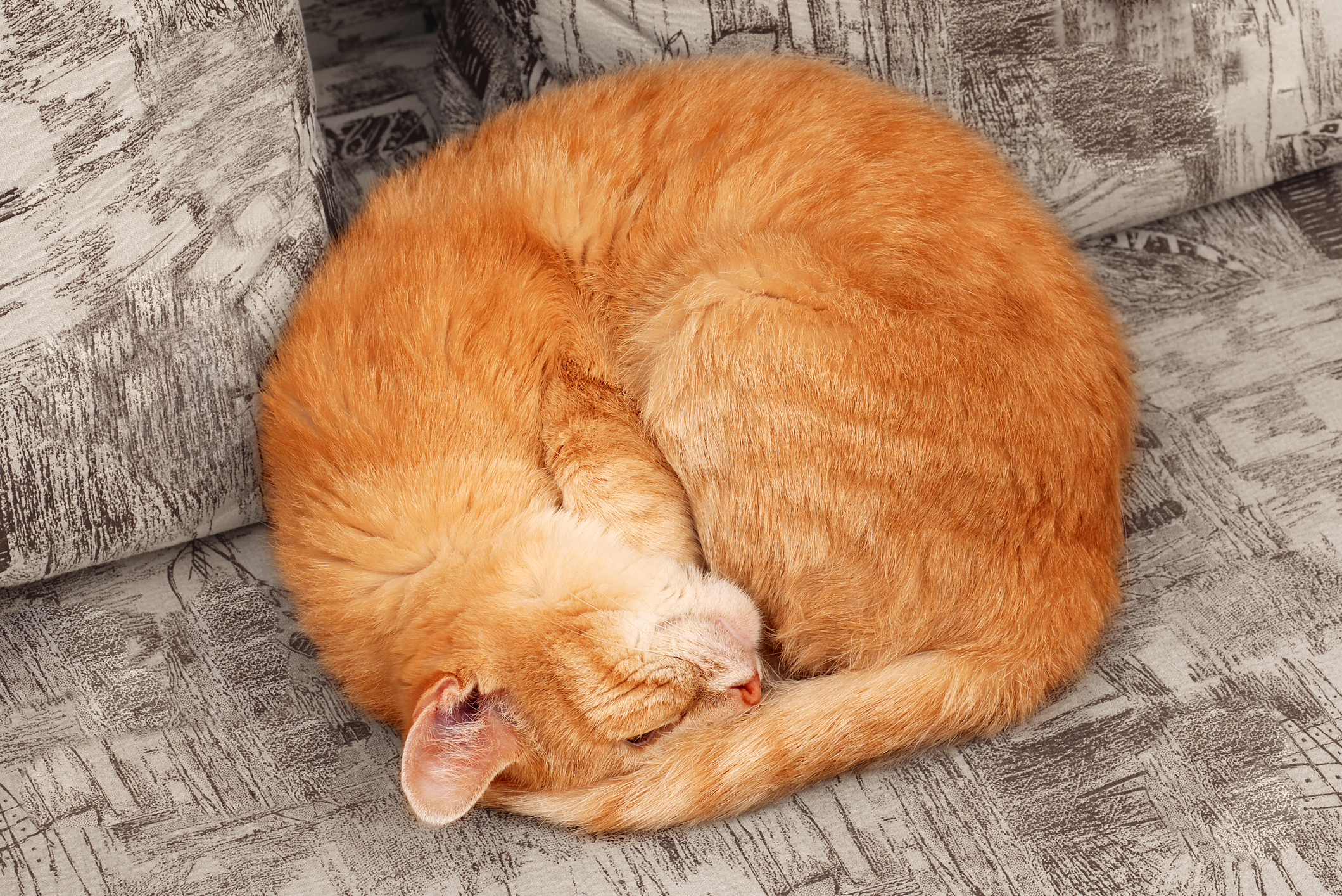 cat sleeping in ball