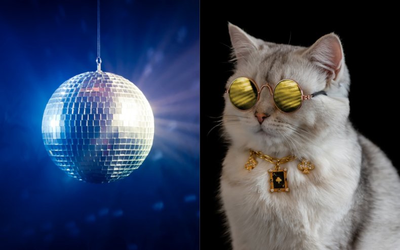 A disco ball and a cool cat.